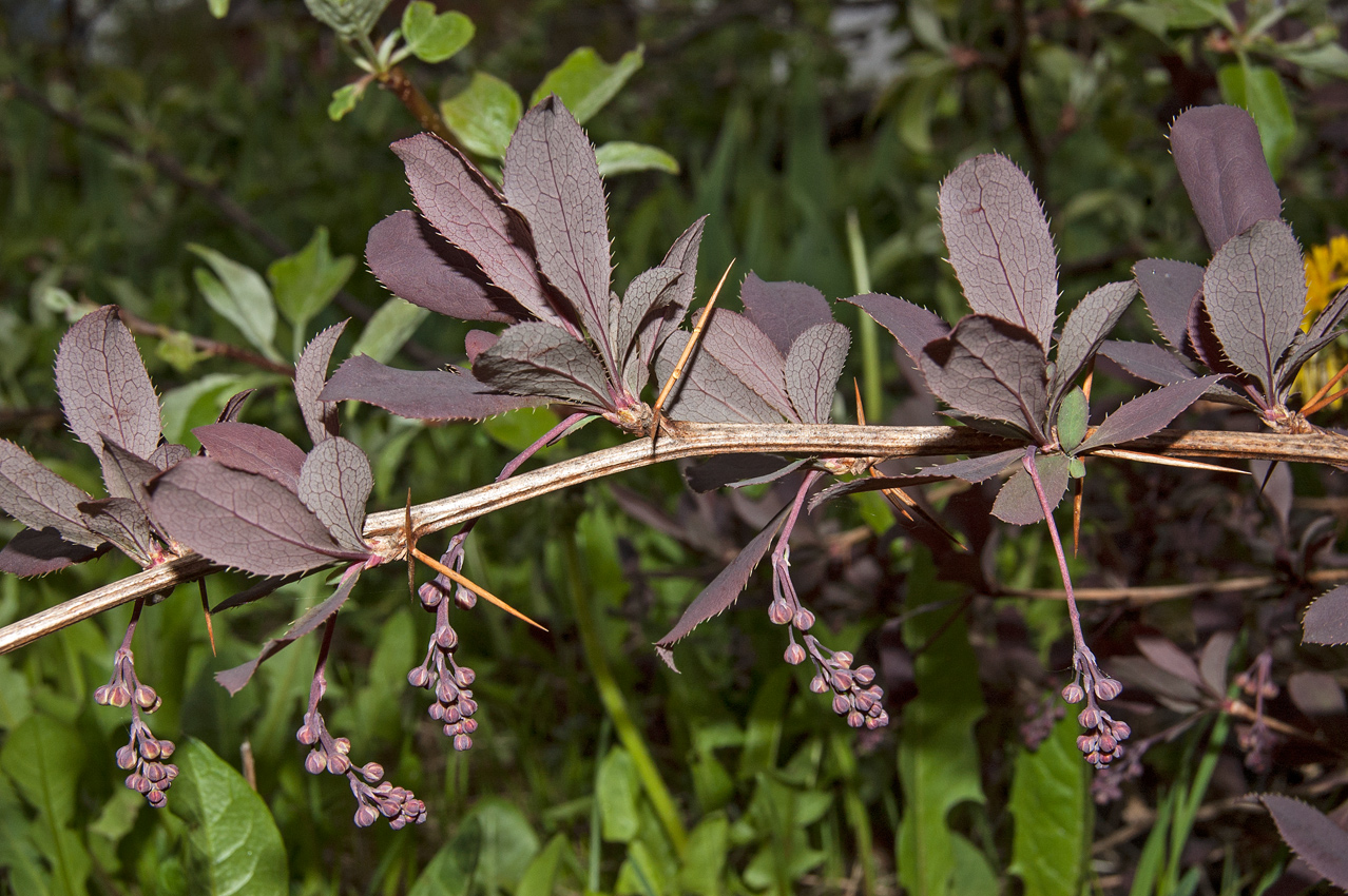 Image of Berberis vulgaris f. atropurpurea specimen.