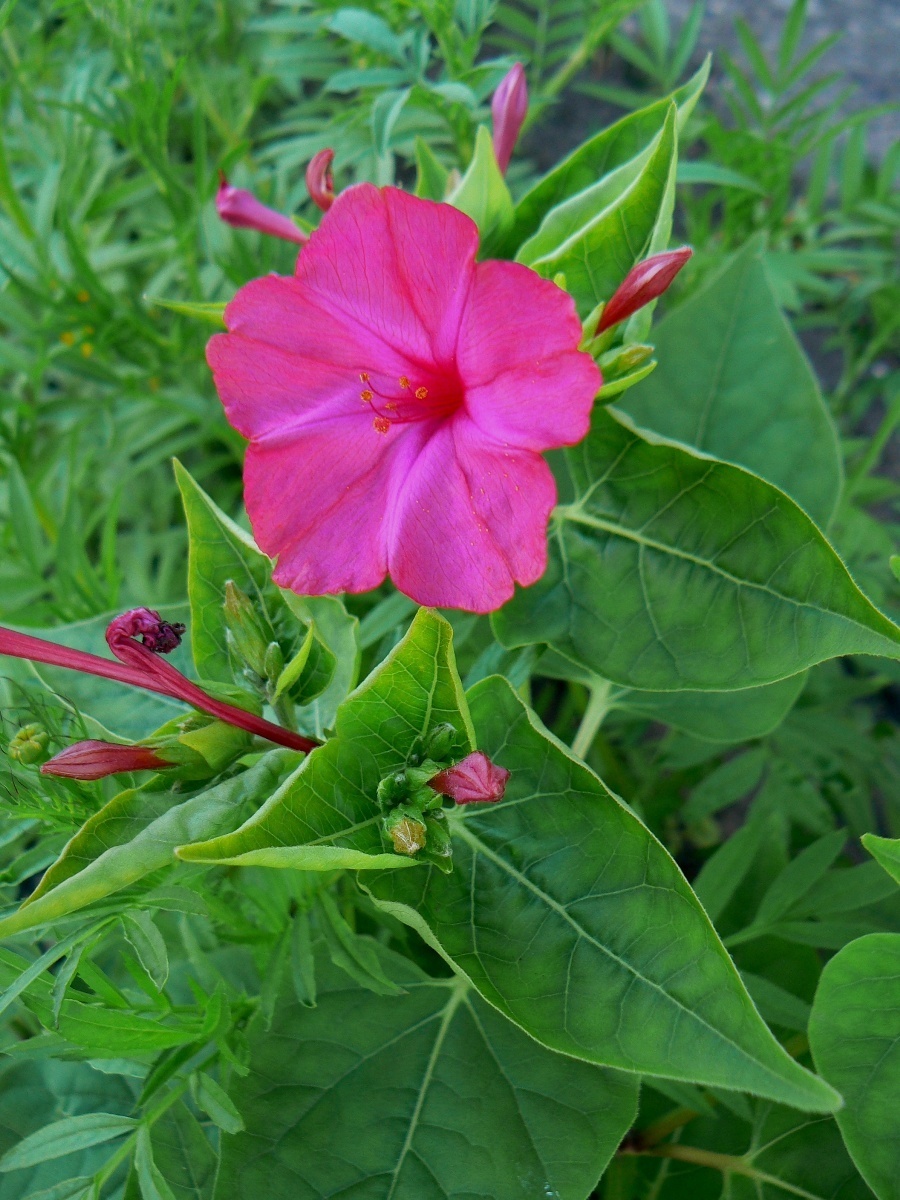 Изображение особи Mirabilis jalapa.