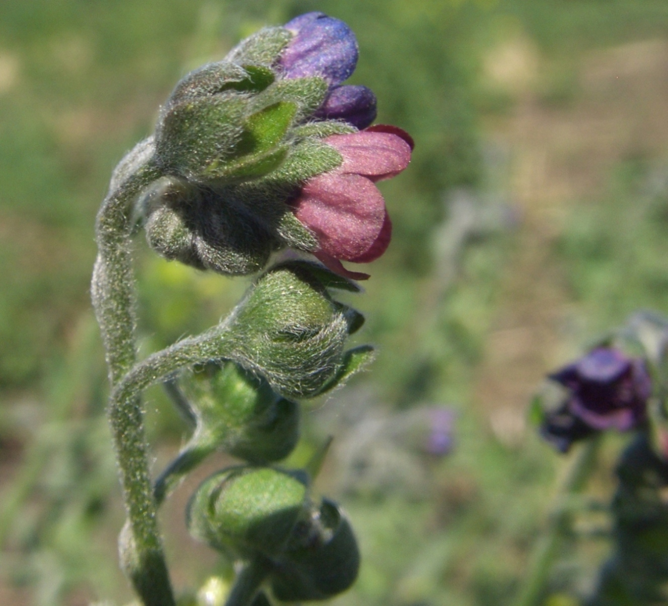 Изображение особи Cynoglossum officinale.