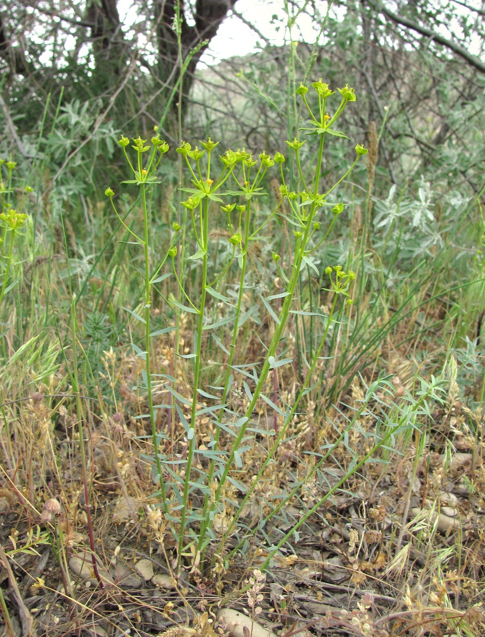 Изображение особи Euphorbia seguieriana.