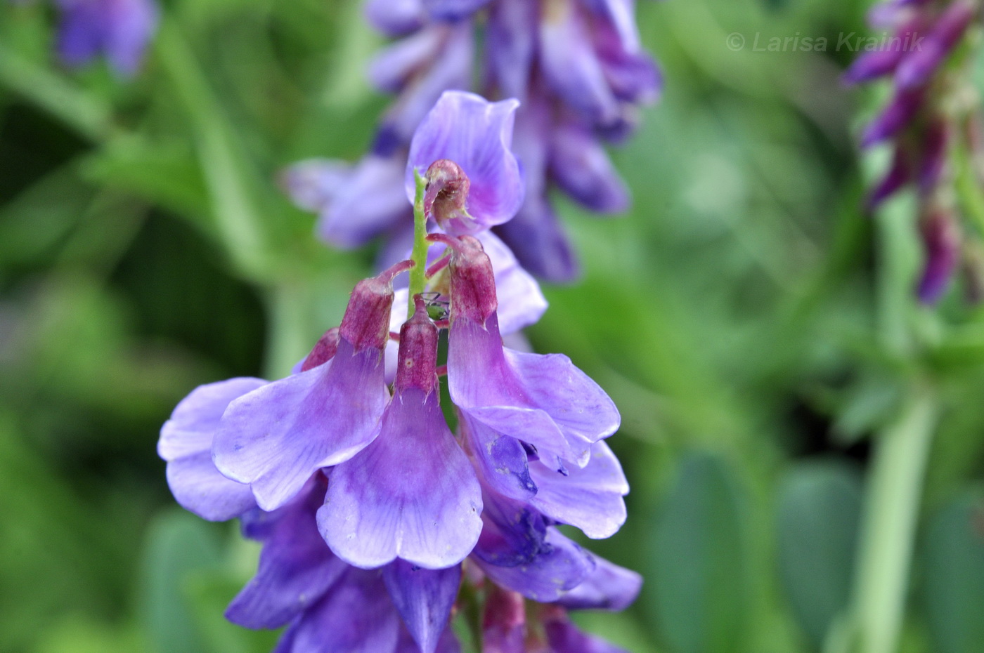 Image of Vicia amoena specimen.