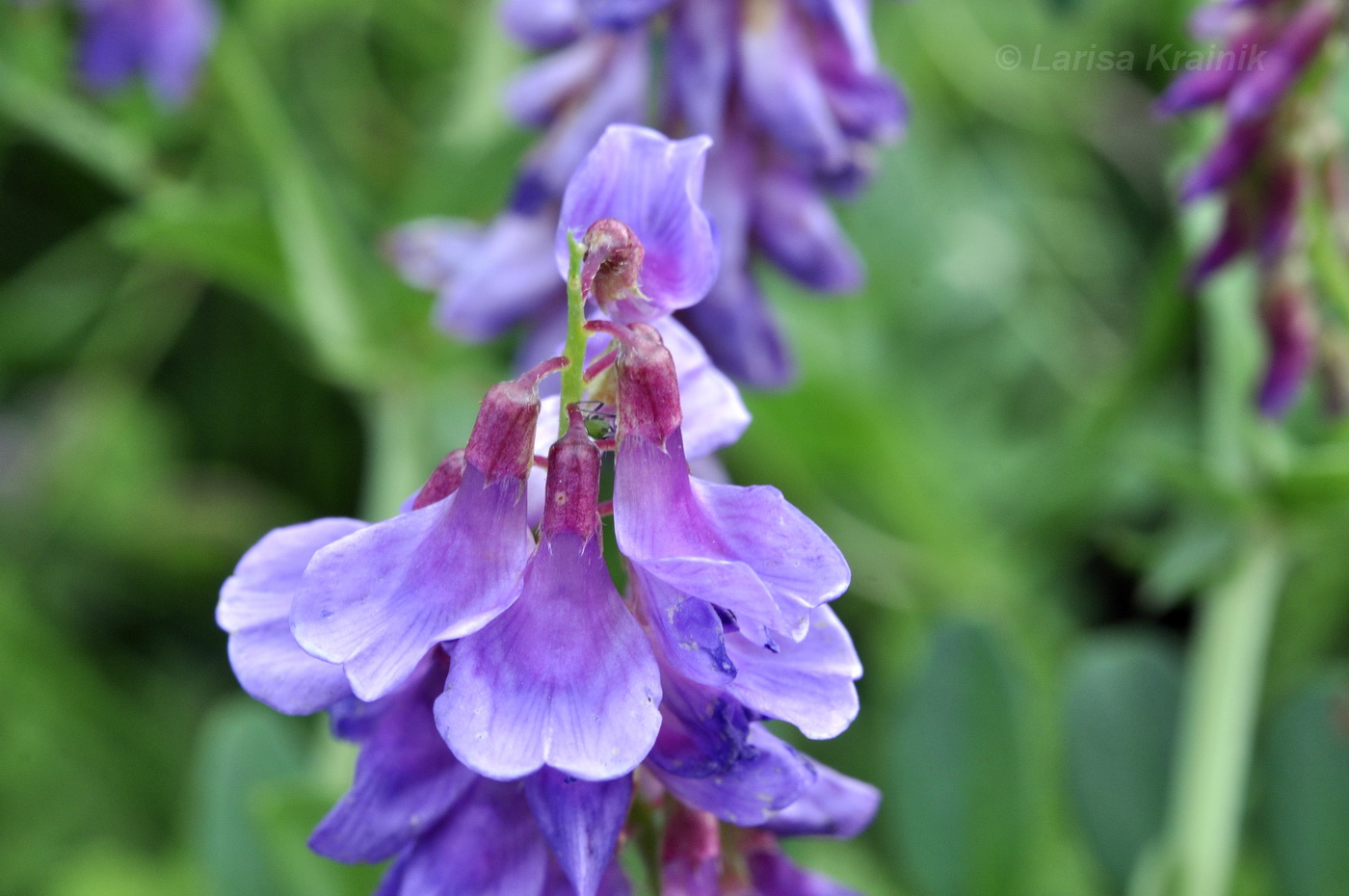 Изображение особи Vicia amoena.