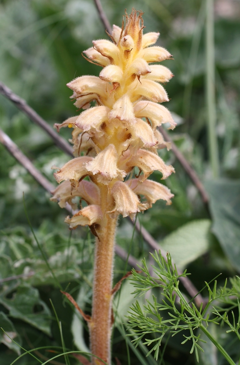 Изображение особи Orobanche bartlingii.