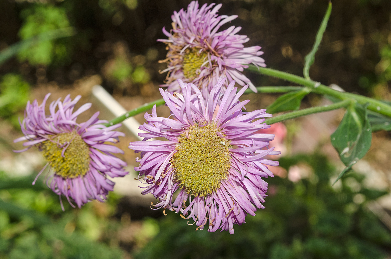 Изображение особи Erigeron speciosus.