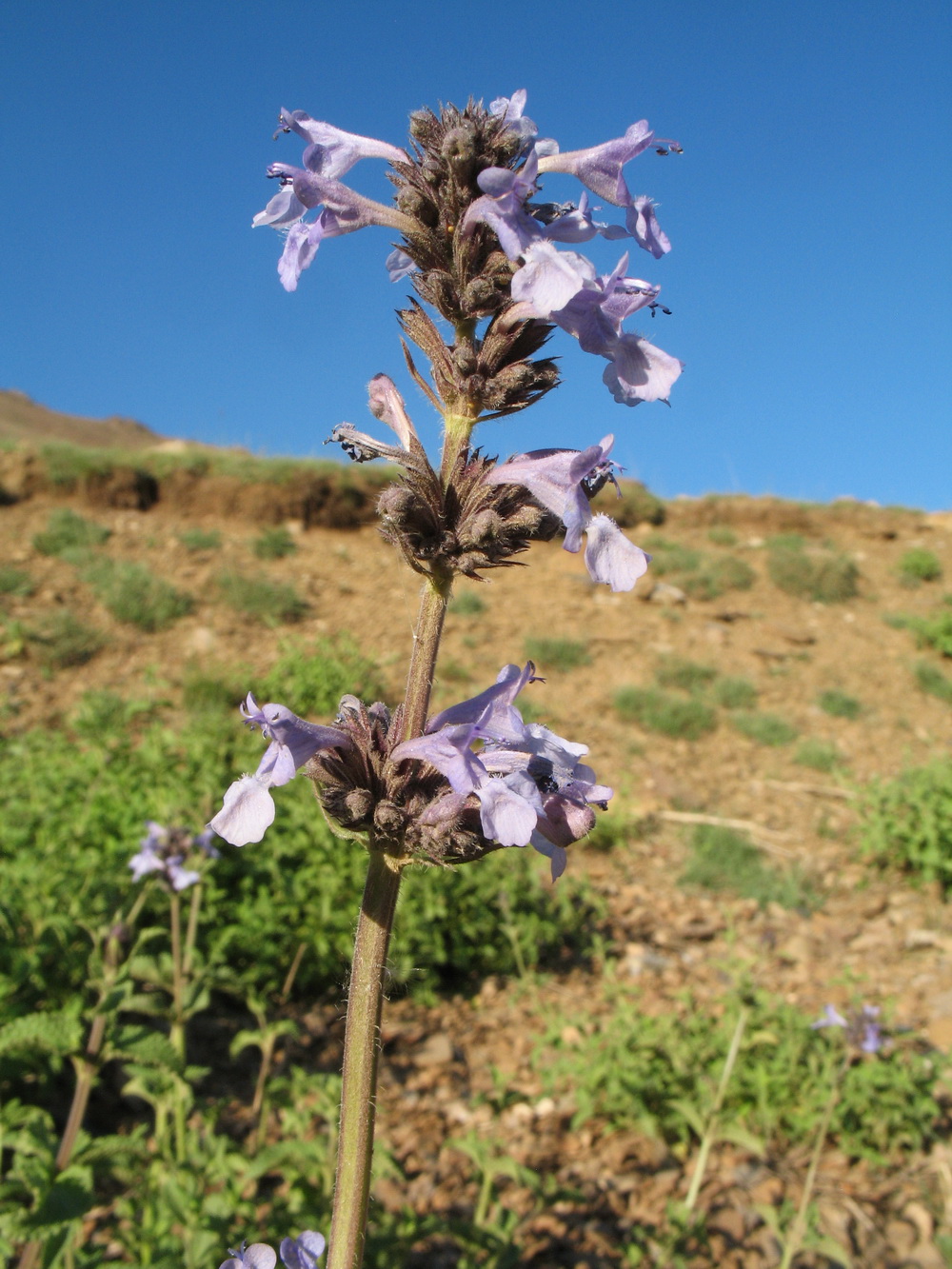 Изображение особи Nepeta bucharica.