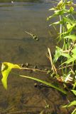 Sagittaria sagittifolia