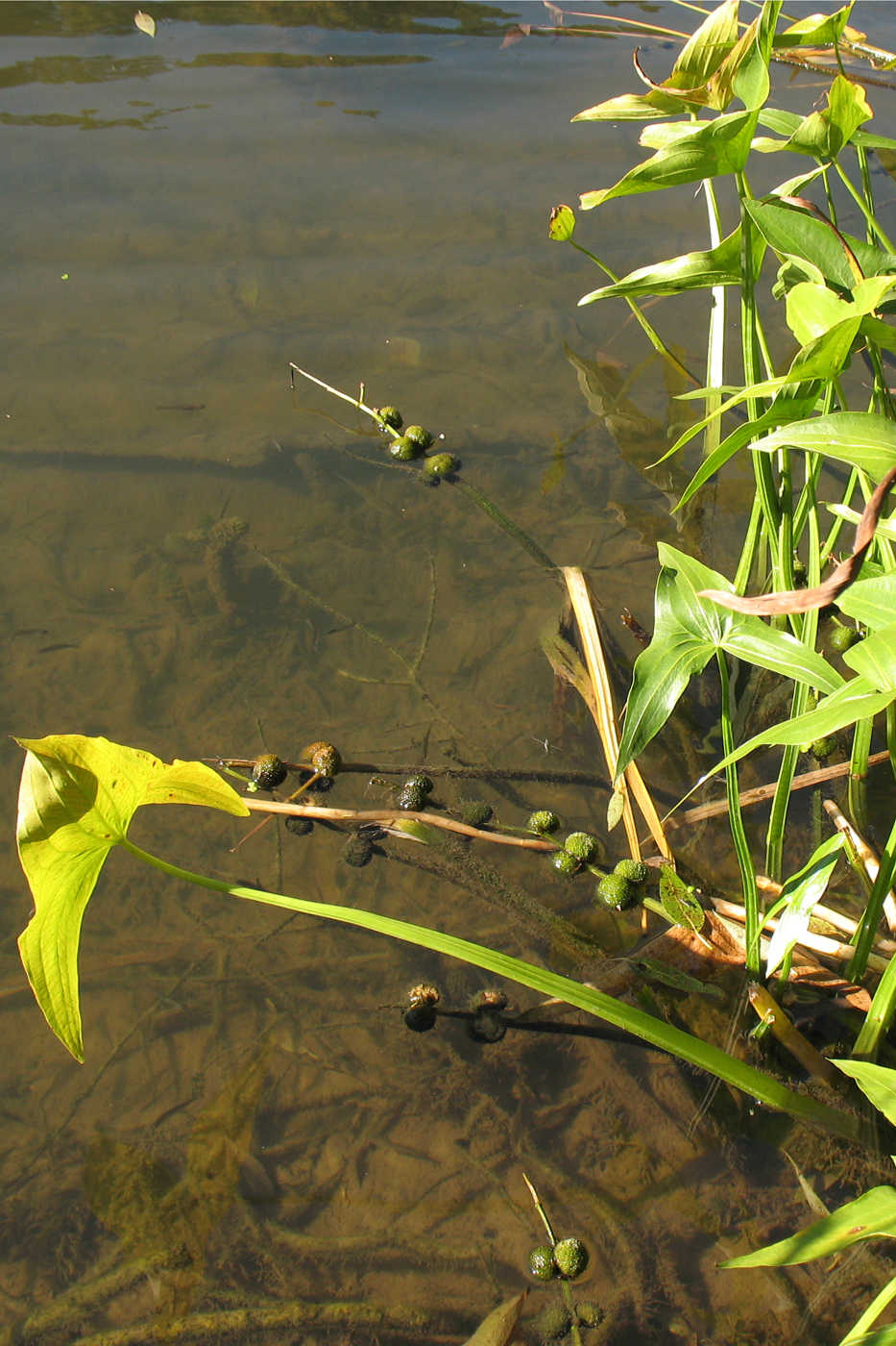 Изображение особи Sagittaria sagittifolia.