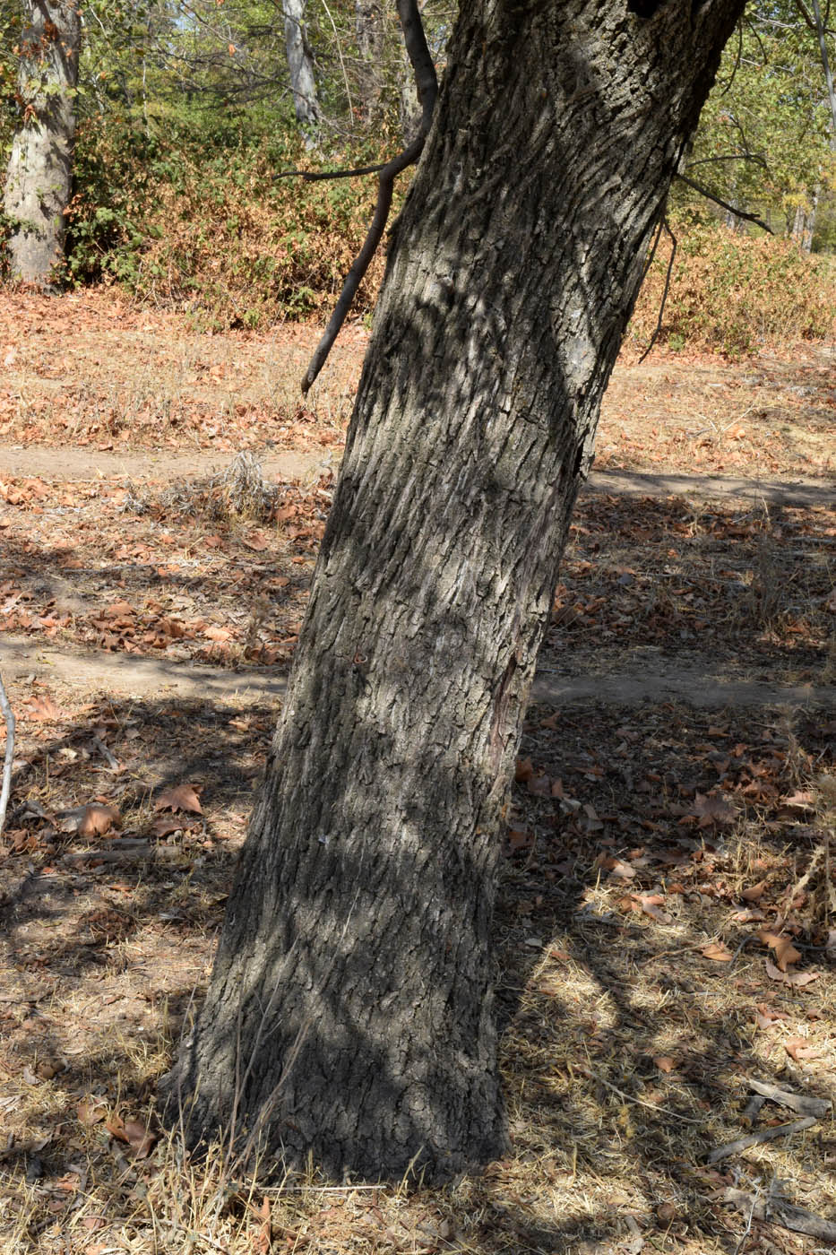 Image of Juglans microcarpa specimen.