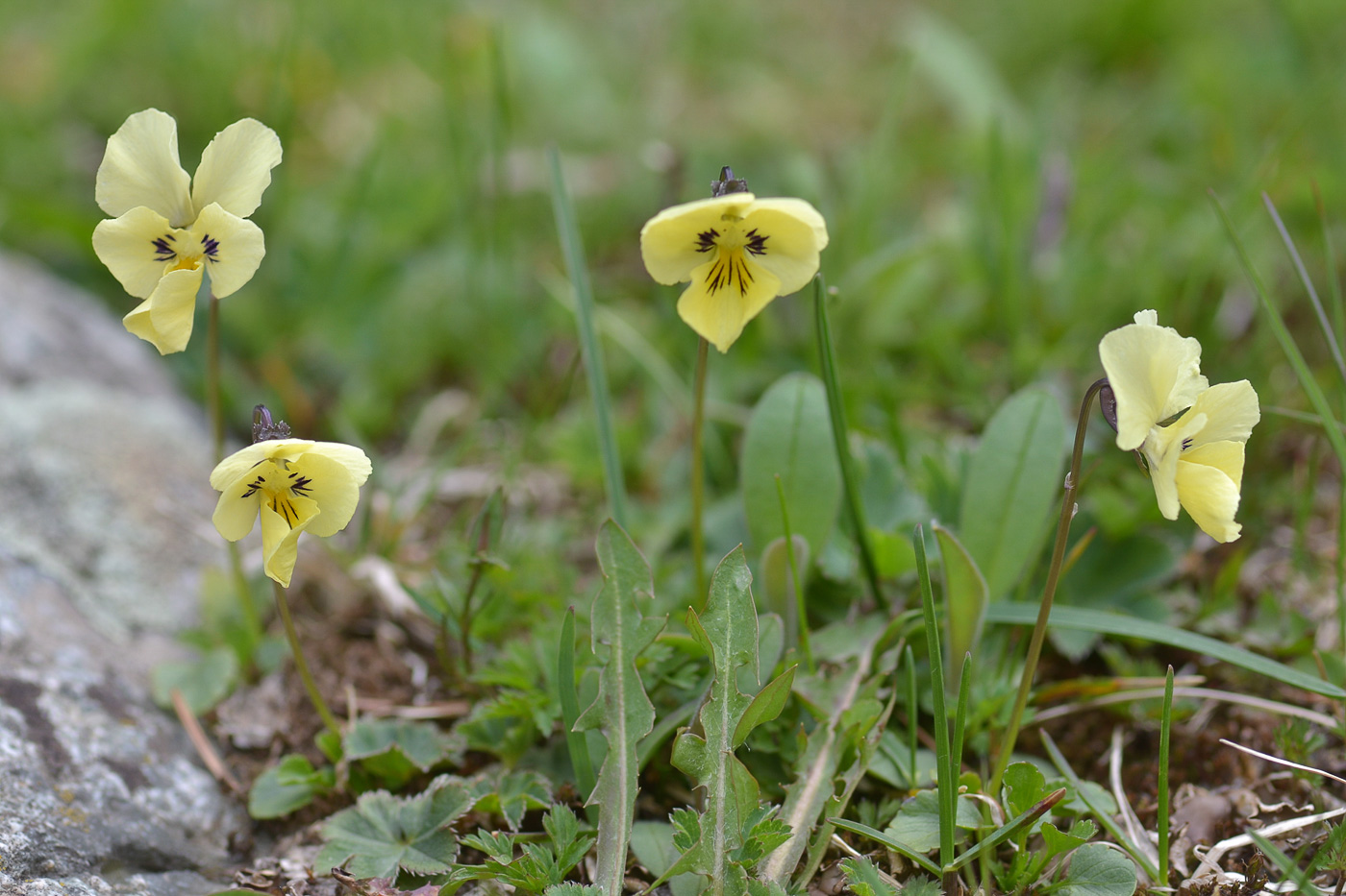 Image of Viola altaica specimen.