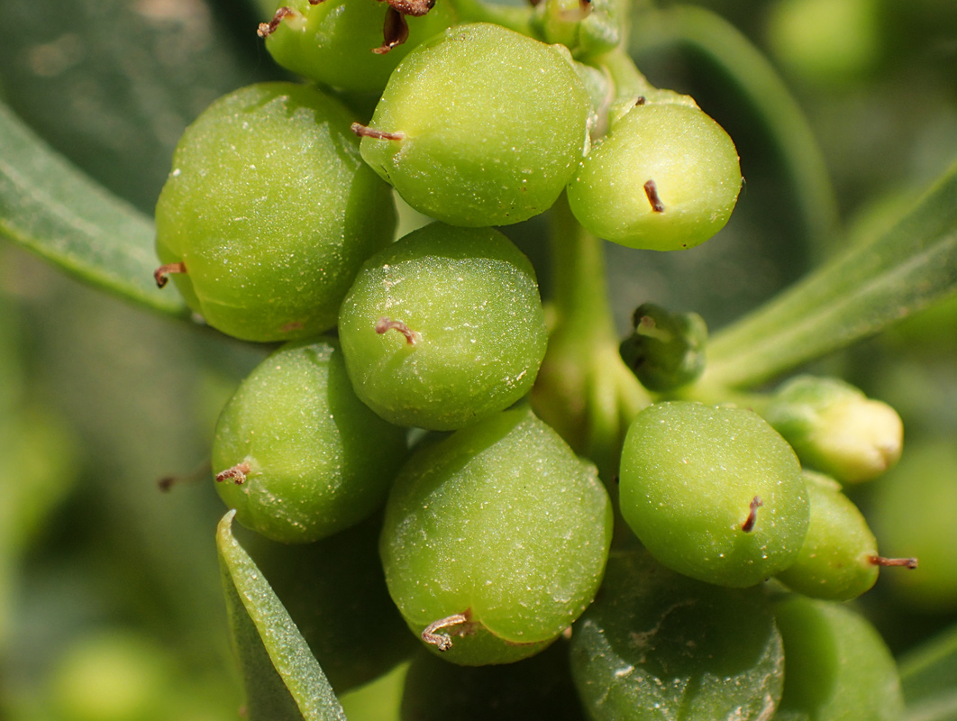 Image of Myoporum acuminatum specimen.