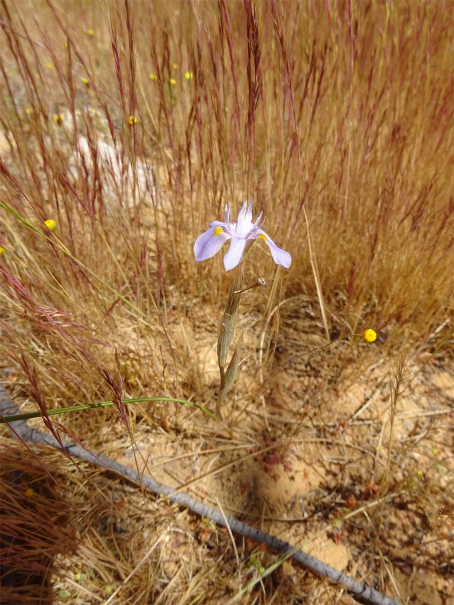 Изображение особи Moraea setifolia.