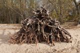 Alnus glutinosa. Корневая система упавшего взрослого дерева. Санкт-Петербург, Кронштадтский р-н; о-в Котлин, побережье Финского зал. к югу от форта \"Шанец\", береговой вал. 21.10.2018.