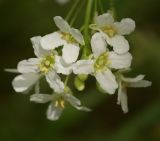 Armoracia rusticana