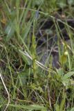 Gentiana prostrata