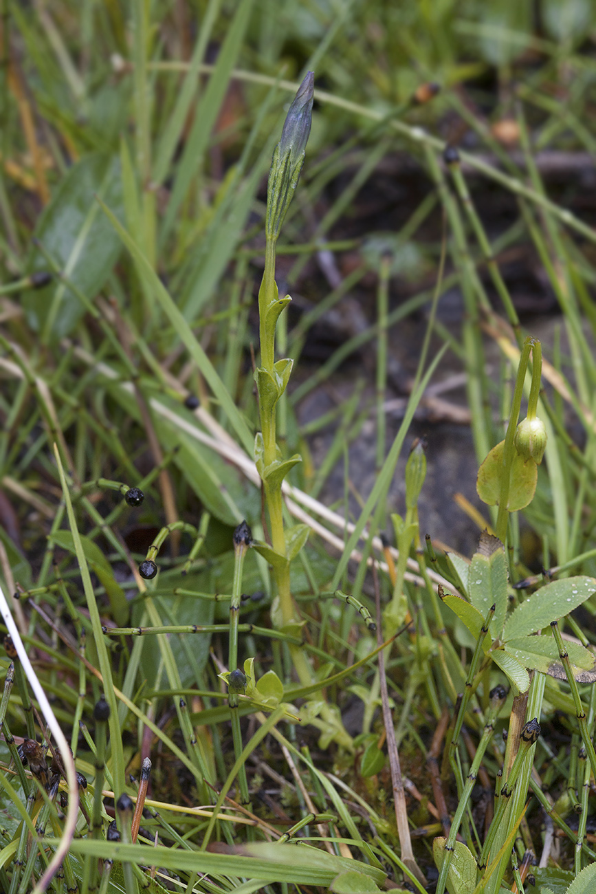 Image of Gentiana prostrata specimen.