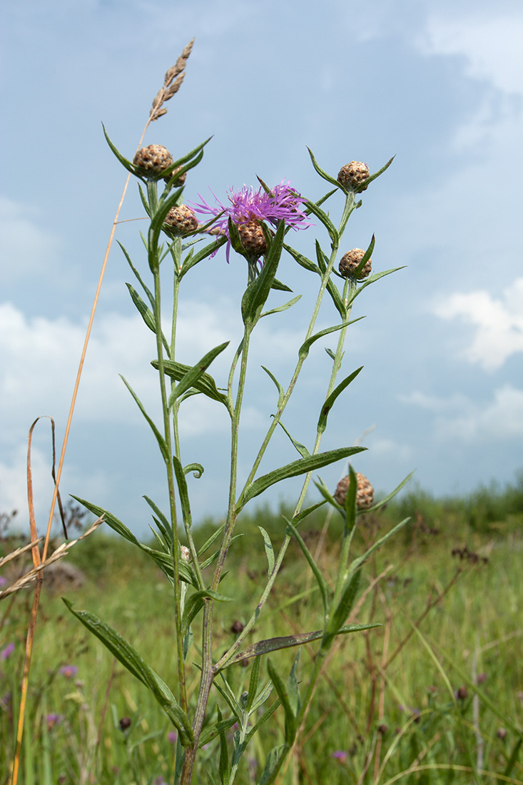 Image of Centaurea jacea specimen.