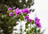 genus Bougainvillea. Верхушка побега с соцветиями. Крым, пос. Партенит, парк \"Айвазовское\", в культуре. 23.09.2018.