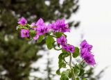 род Bougainvillea. Верхушка побега с соцветиями. Крым, пос. Партенит, парк \"Айвазовское\", в культуре. 23.09.2018.