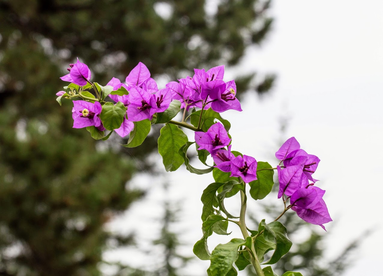 Изображение особи род Bougainvillea.