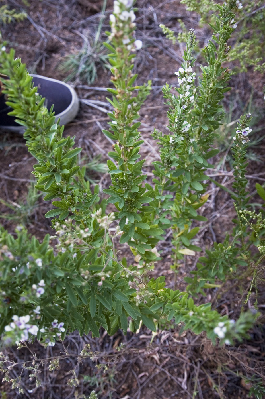 Изображение особи Lespedeza juncea.