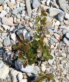 Cotoneaster lucidus