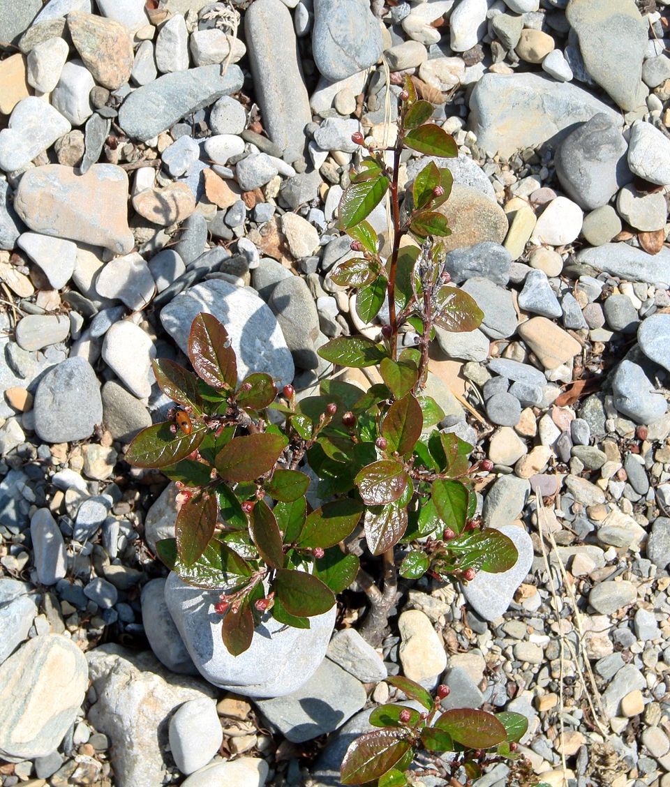 Image of Cotoneaster lucidus specimen.