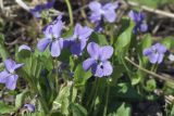 Viola hirta