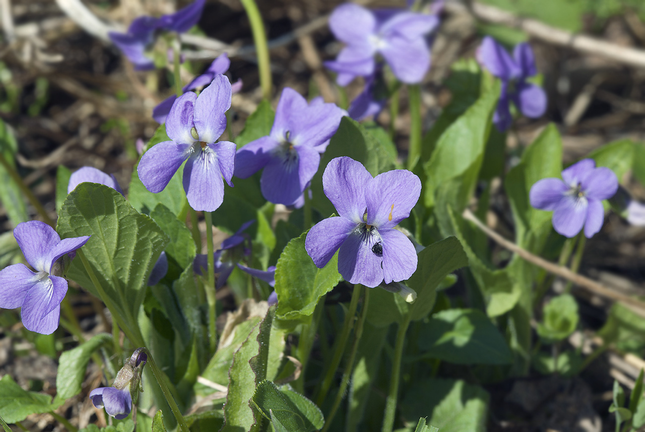 Image of Viola hirta specimen.