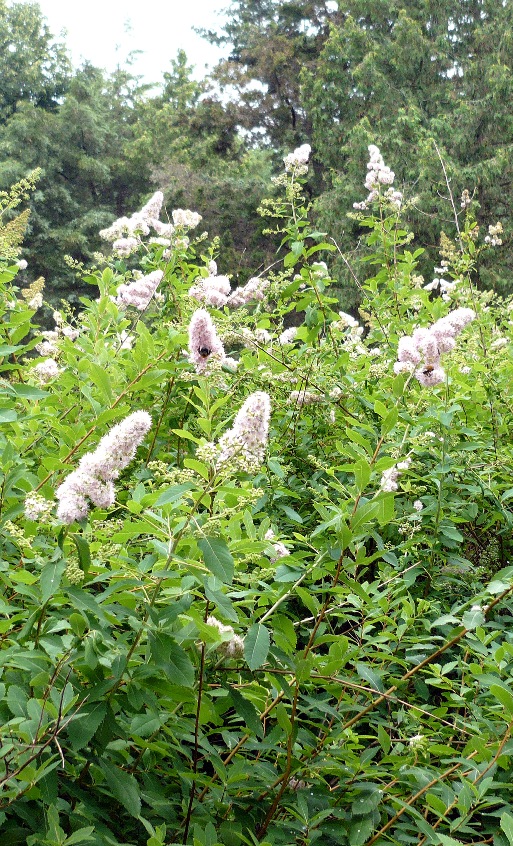 Image of Spiraea salicifolia specimen.