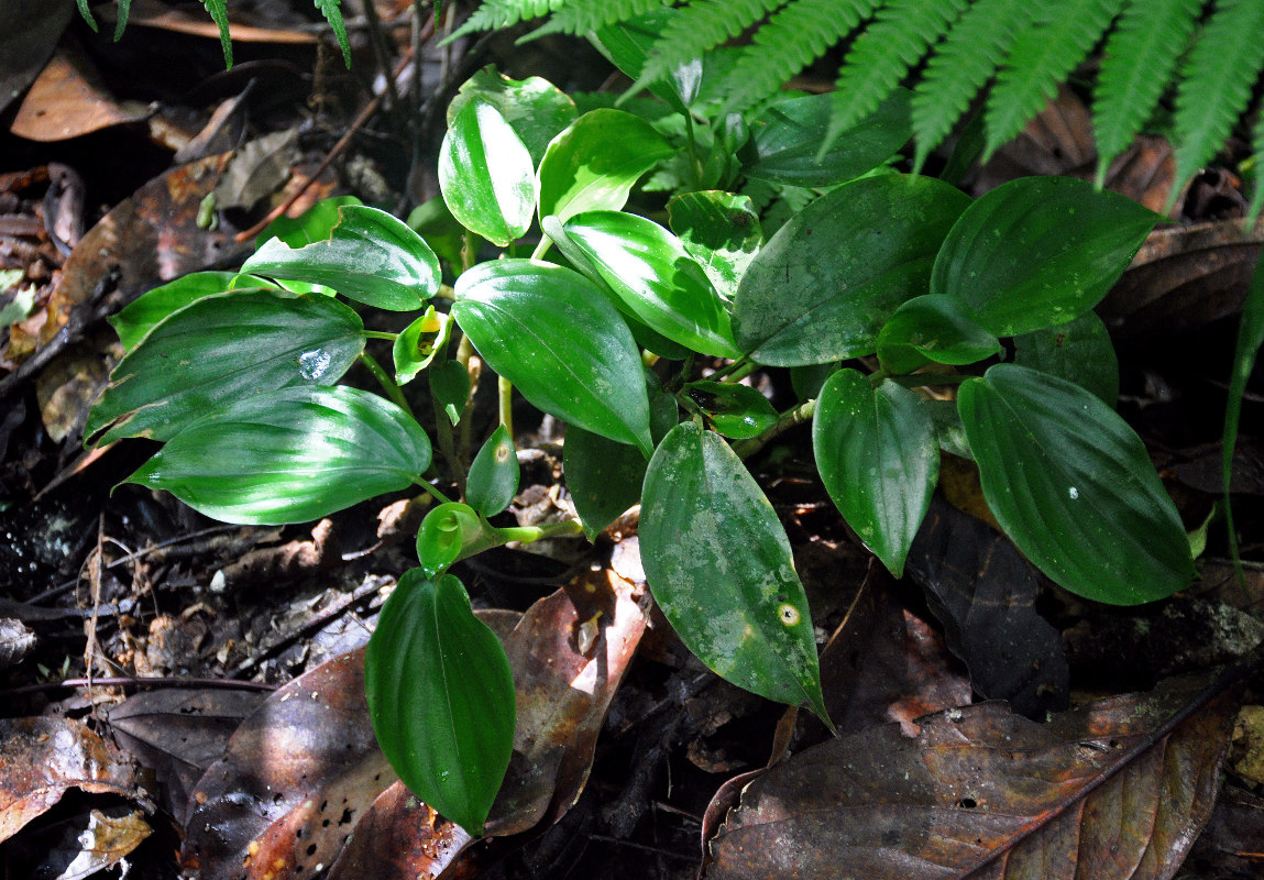 Image of Camptandra parvula specimen.