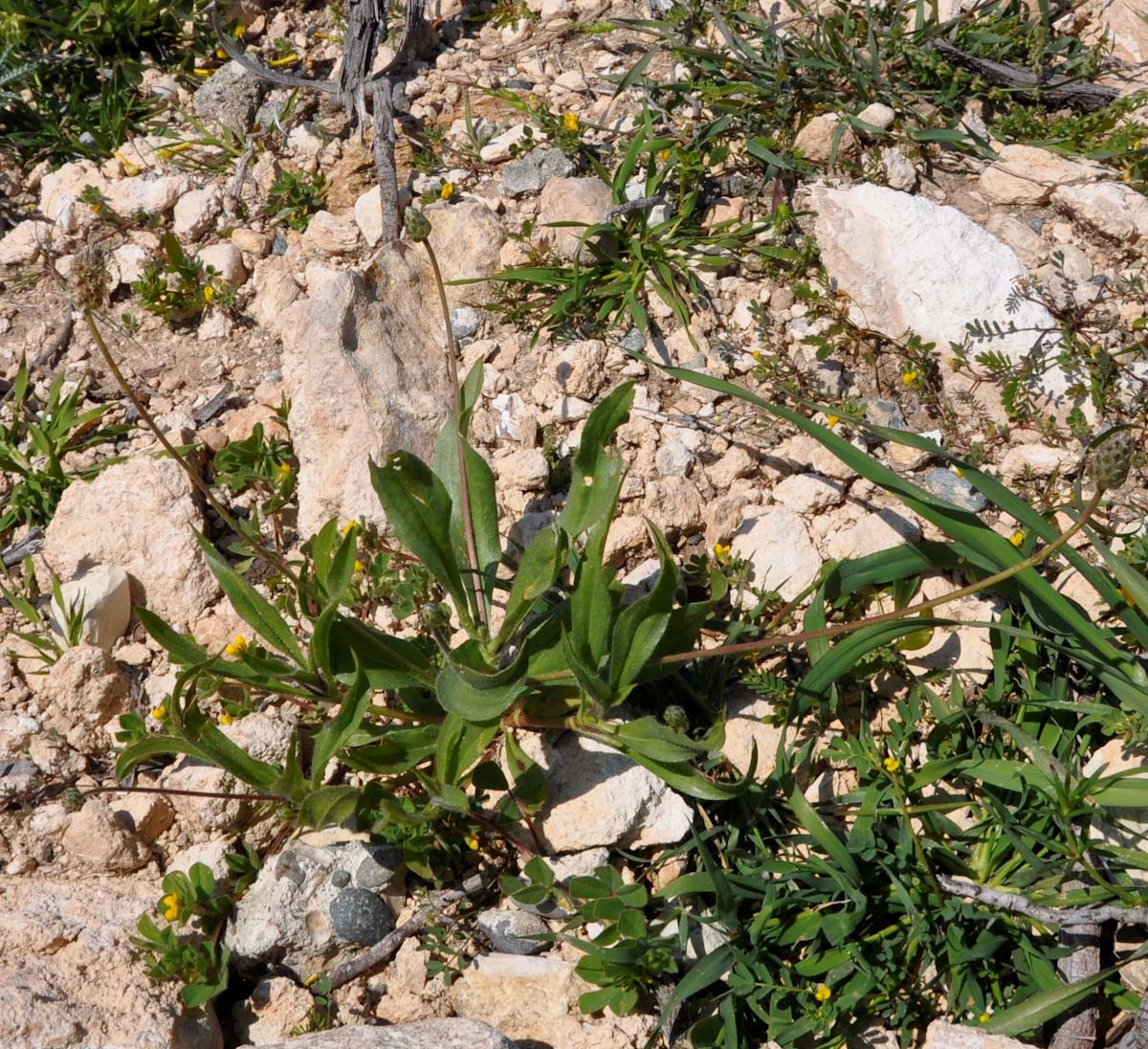 Изображение особи Plantago amplexicaulis.