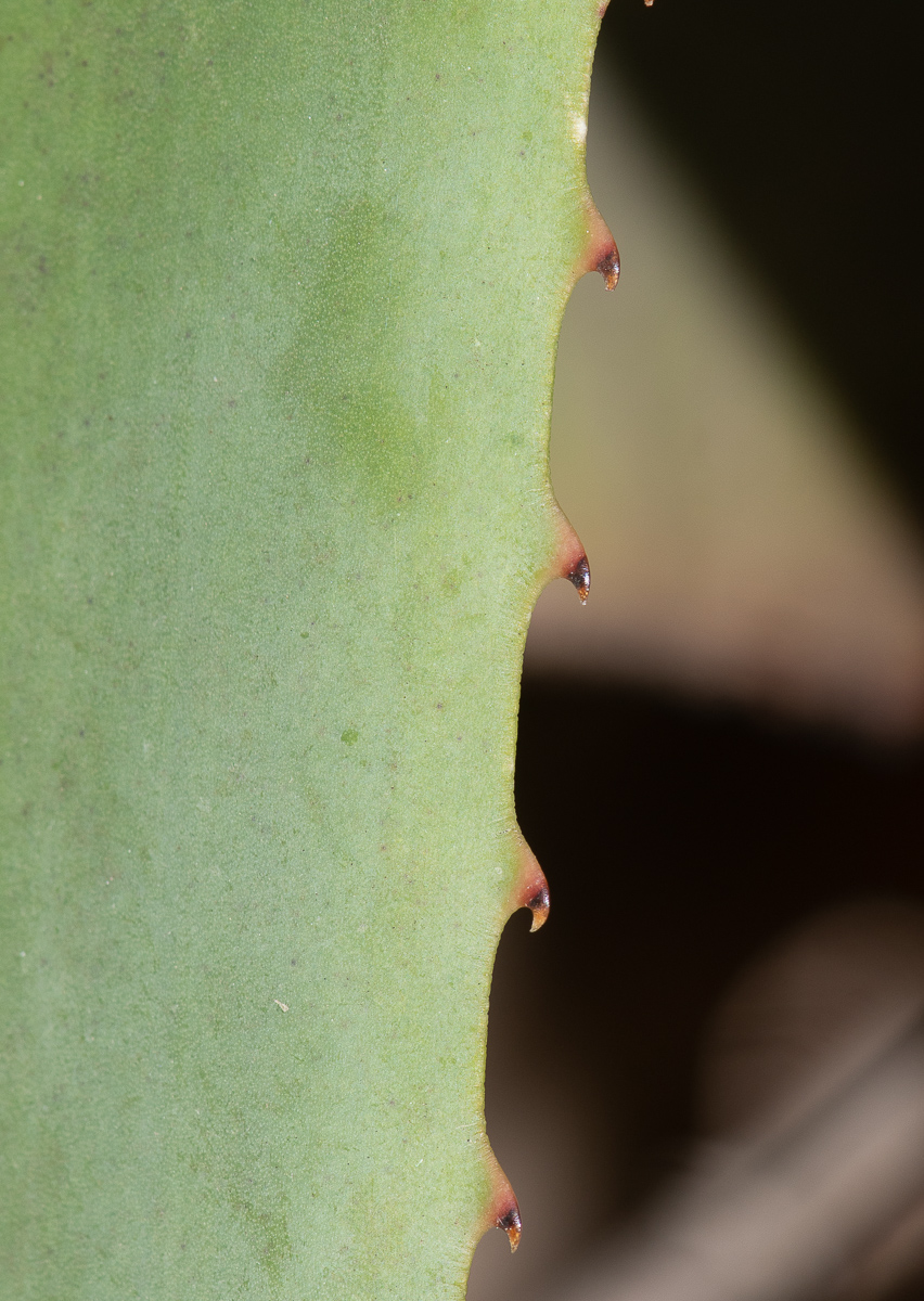 Изображение особи Aloe castanea.