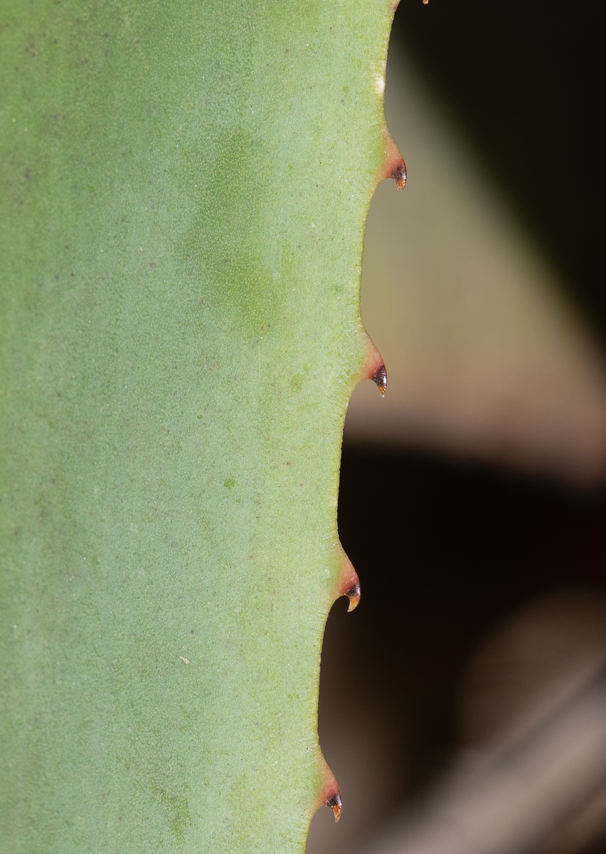 Image of Aloe castanea specimen.