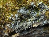Leptogium cyanescens