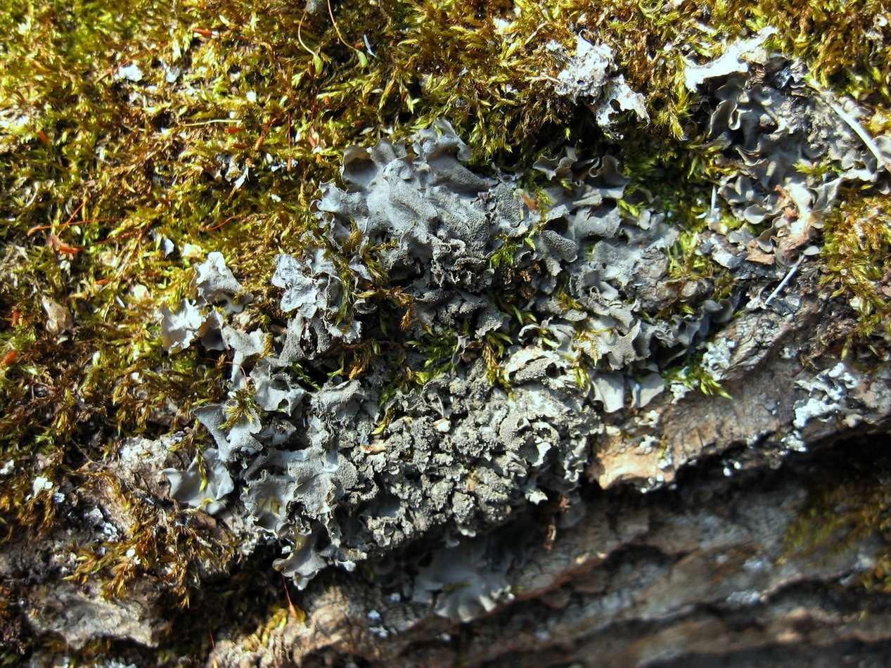 Изображение особи Leptogium cyanescens.