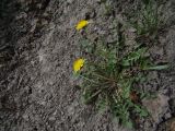 genus Taraxacum