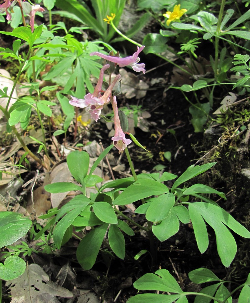 Image of Corydalis cava specimen.