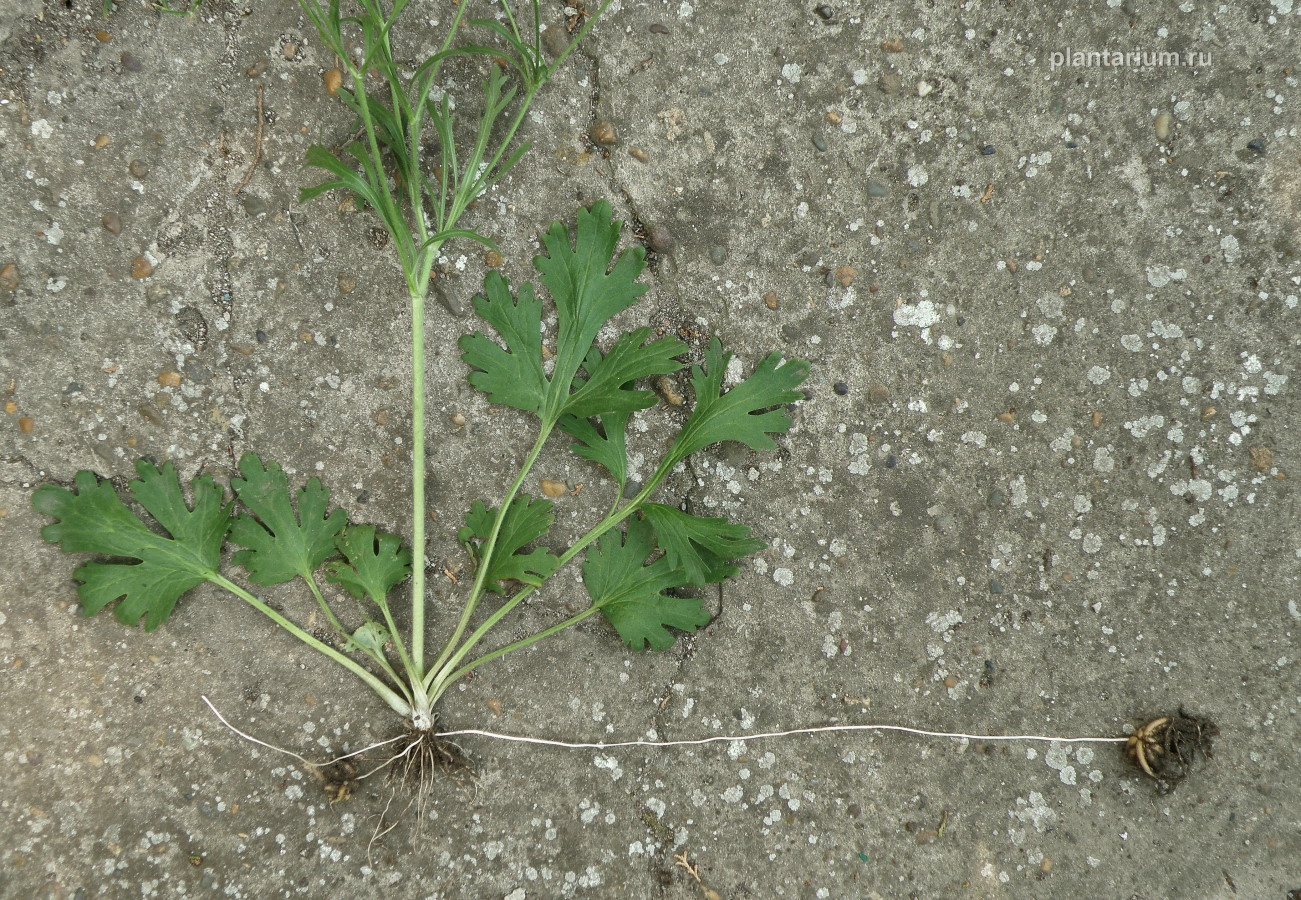 Image of Ranunculus oxyspermus specimen.