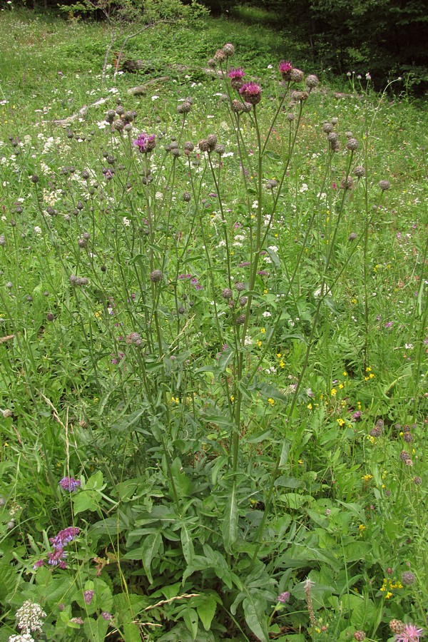 Изображение особи Centaurea ossethica.