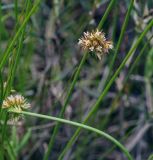 Juncus filiformis