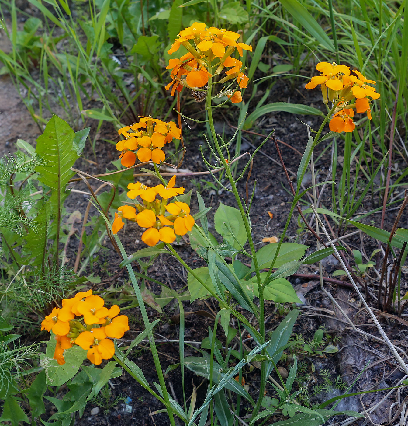 Image of Cheiranthus cheiri specimen.