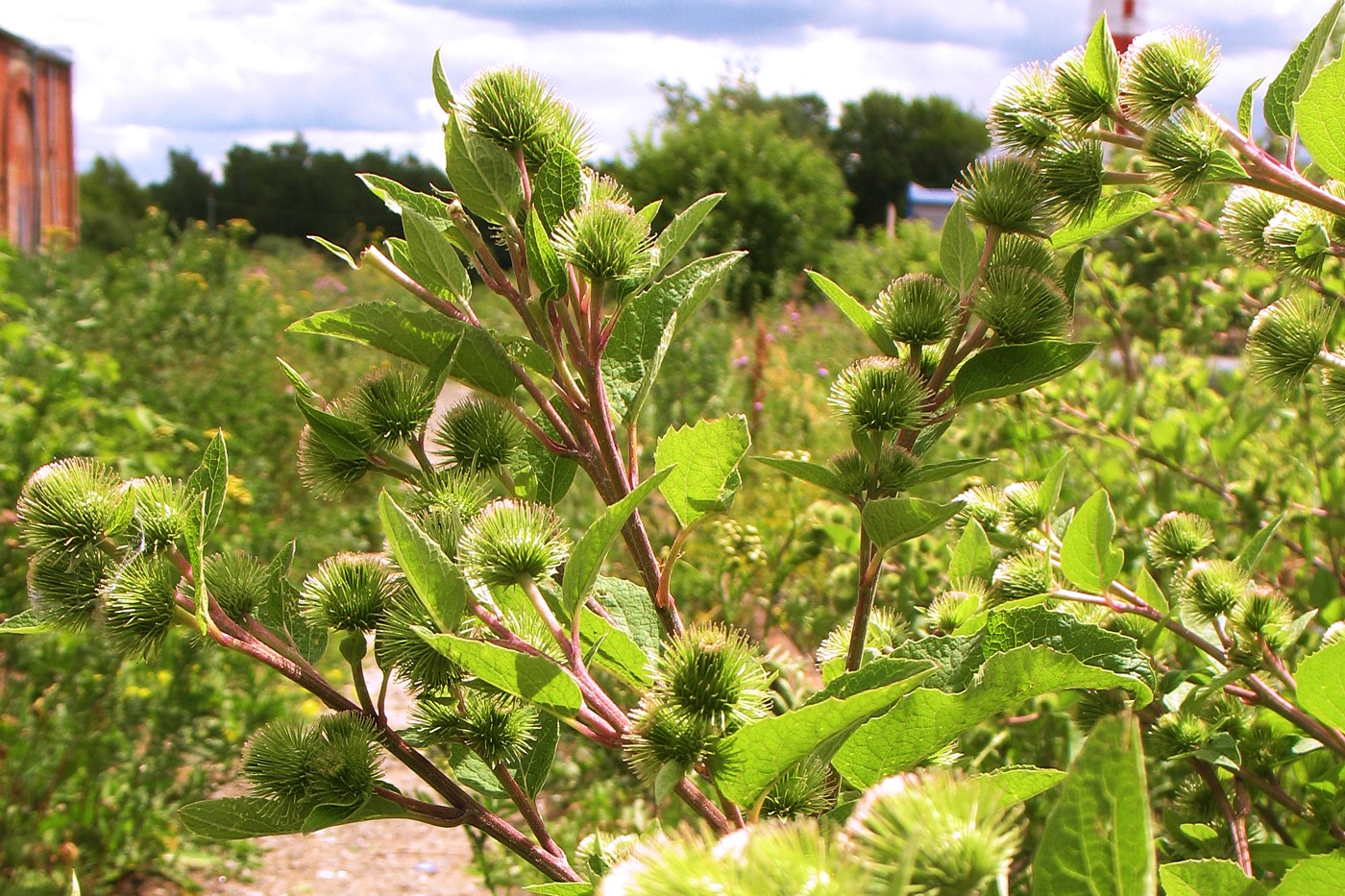 Image of Arctium minus specimen.