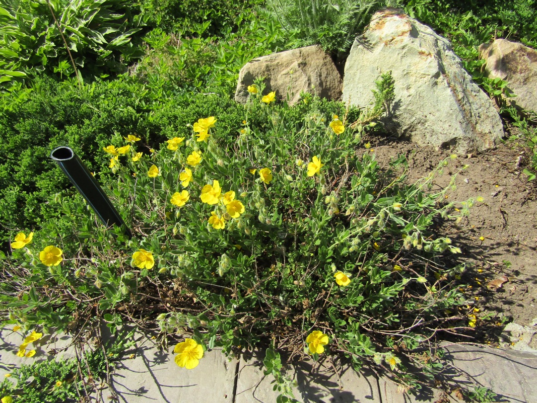 Image of Helianthemum grandiflorum specimen.