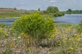 Euphorbia uralensis. Цветущее и плодоносящее растение. Челябинская обл., Кизильский р-н, окр. с. Богдановское, долина р. Урал, галечный берег, степь. 14 июня 2019 г.