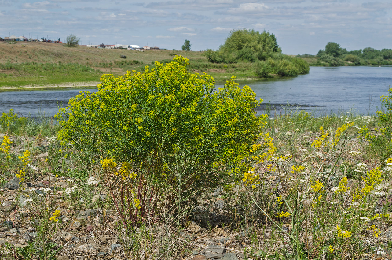 Image of Euphorbia uralensis specimen.