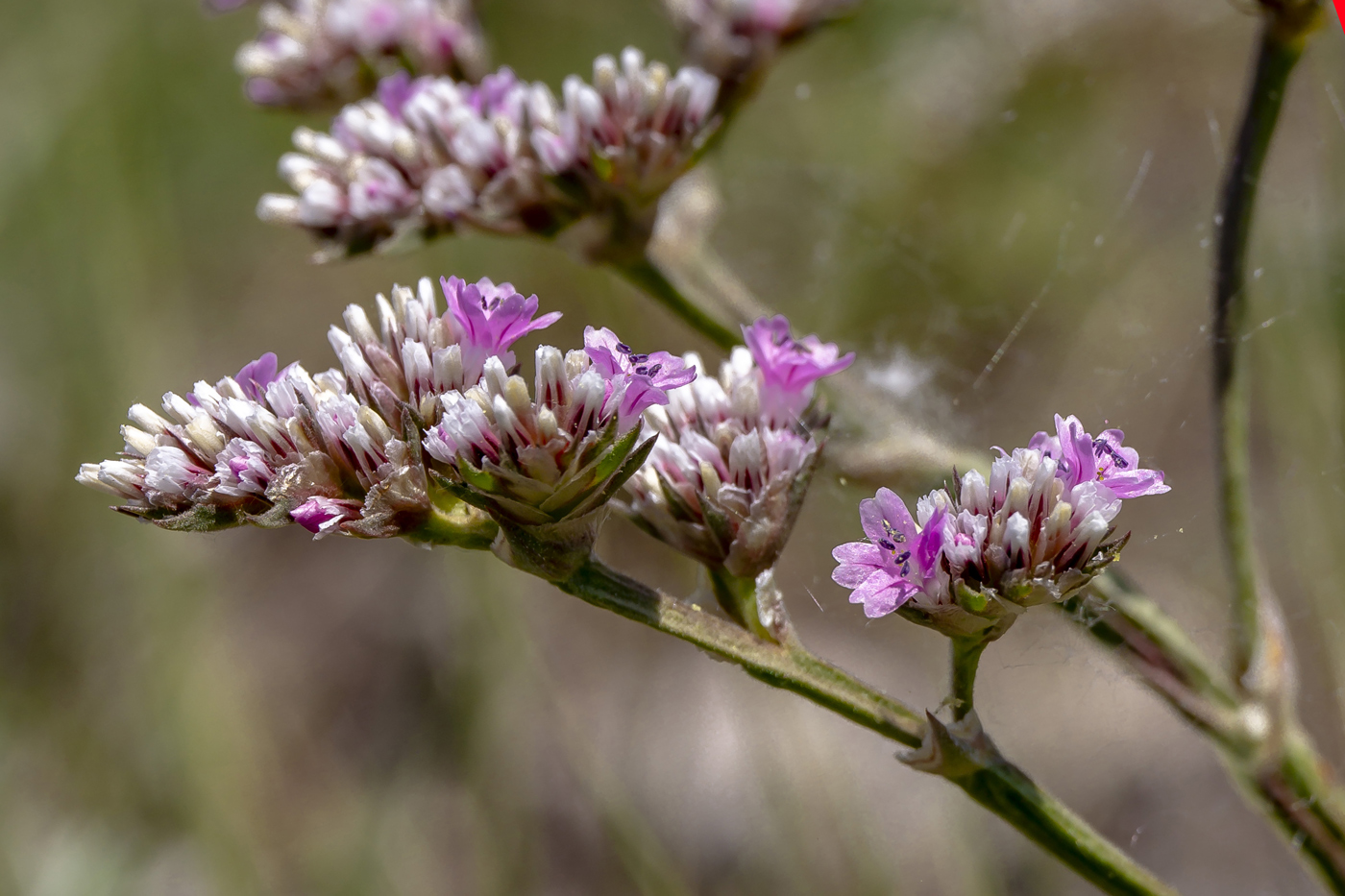 Image of Goniolimon speciosum specimen.