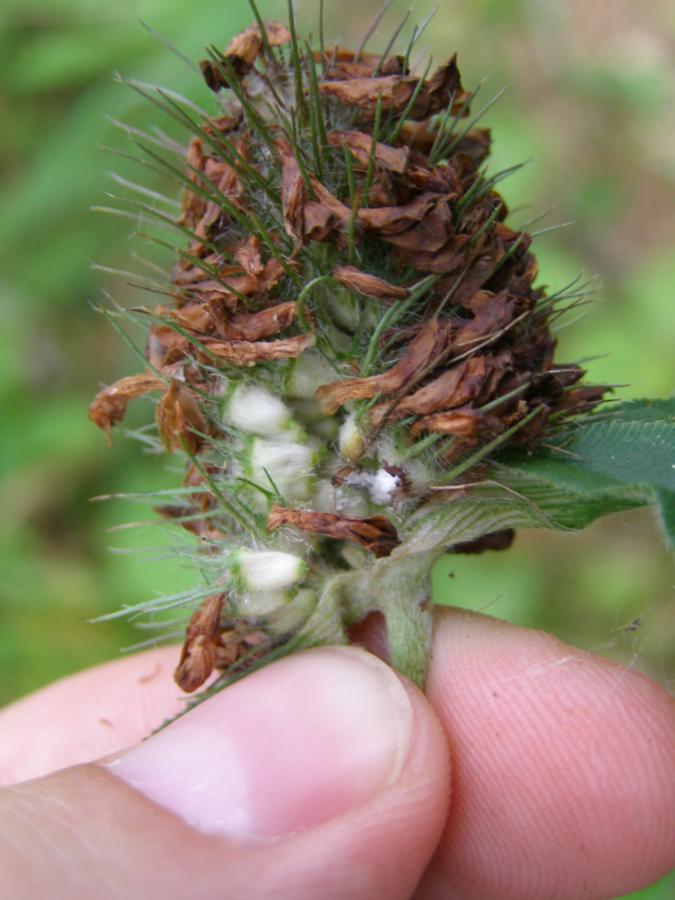 Изображение особи Trifolium alpestre.