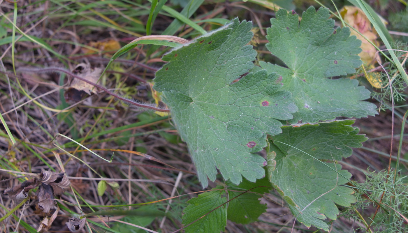 Image of Geranium platypetalum specimen.