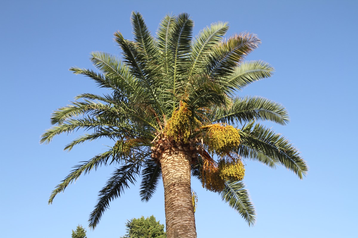 Изображение особи Phoenix canariensis.