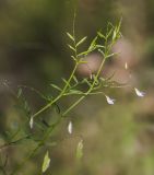 Vicia tetrasperma